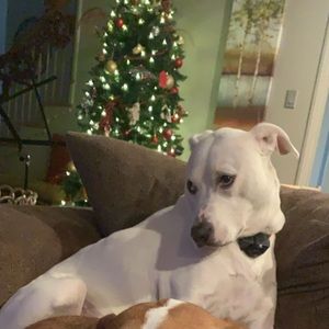 Meet your Posher, Caroline